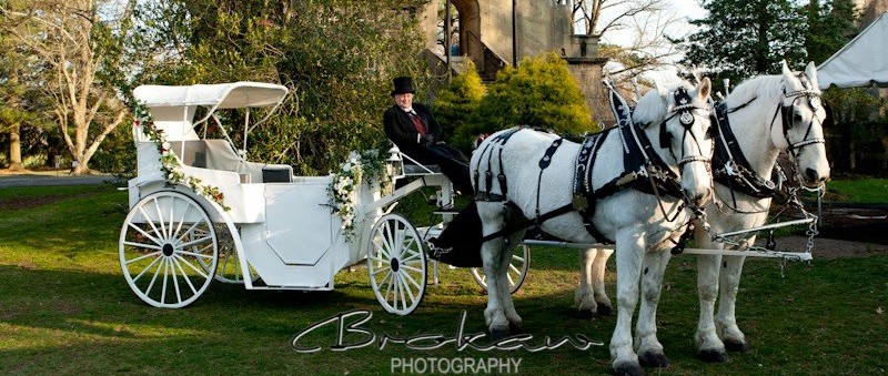 Bee Tree Trail Cinderella Carriage Rides Main Image